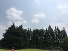 -上海滨江森林公园