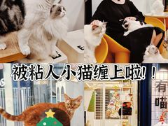 -有喵·猫咖·狗咖·30几只猫10只小狗(岗厦店)