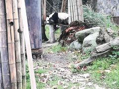 -都江堰中华大熊猫苑