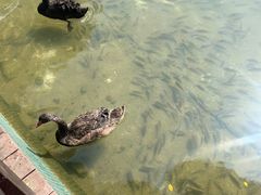 -五缘湾湿地公园