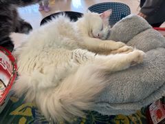 -平行世界·猫咖(首经贸店)