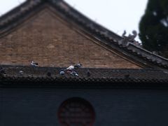 -洛阳白马寺