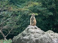 -上海野生动物园