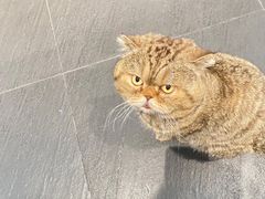 -财神鸡煲(华强北店)