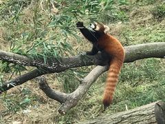 -都江堰中华大熊猫苑