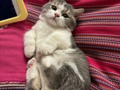 -猫十亿·布偶金渐层·曼基康矮脚猫舍(青年路店)