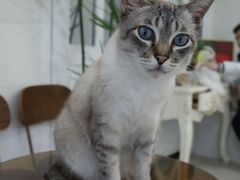 -共舞时光猫咖·狗咖(新街口店)