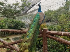 -吉隆坡雀鸟公园