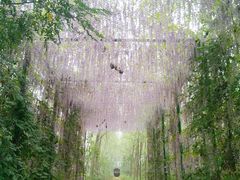 -合肥滨湖国家森林公园