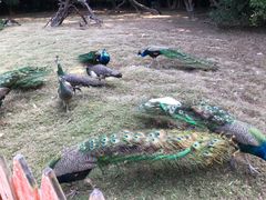 -广州长隆飞鸟乐园