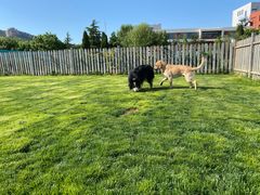 -趣玩宠物乐园寄养训犬训狗游泳池