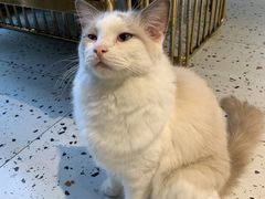 -喵喵咪呀布偶猫咖(春熙路店)