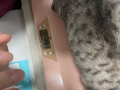 -伟伟宠物医院·瑞派猫友好医院·猫科(光谷店)
