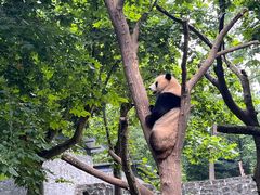 -都江堰中华大熊猫苑