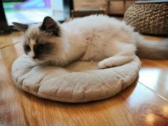 -momokira米努特·德文卷毛猫·棉花面纱犬