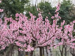-木塔寺遗址生态公园