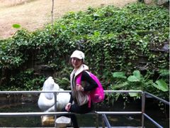 -银湖山郊野公园-相思林