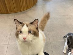 -飞行喵MR PILOT|猫舍·猫咖(静安大融城店)