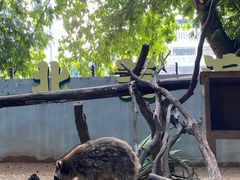 -深圳野生动物园