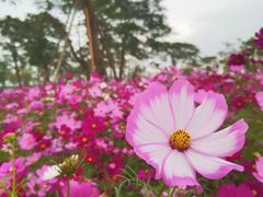 -芒洲湿地公园