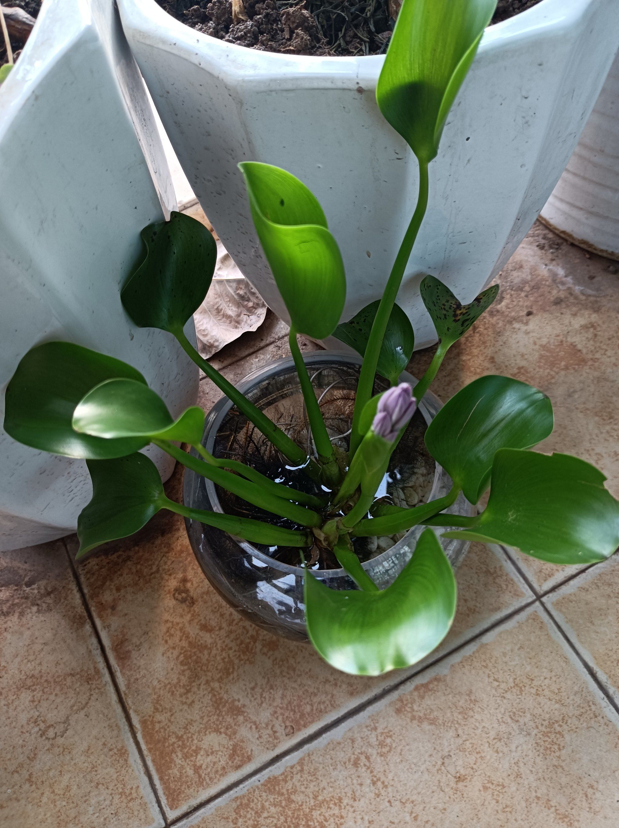 水葫芦