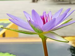 -上海辰山植物园