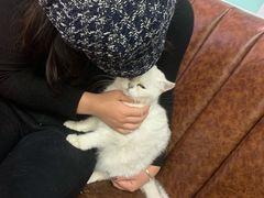 -猫小院猫主题餐厅(三里屯店)