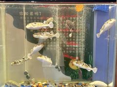 -肆月河豚·新淮扬菜·烤鸭(中关村店)