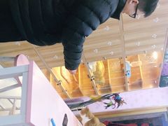 -喵百万·布偶·蓝金金渐层英短·猫舍(百子湾店)