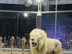 -清迈夜间动物园