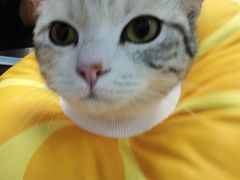 -纳吉亚猫专科动物诊疗中心(蒋宅口分院)