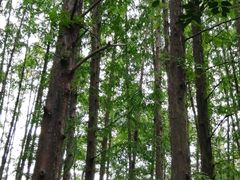 -上海共青森林公园