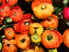 -双季花艺园艺市场(浦东店)
