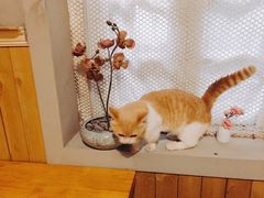 -猫色咖啡·猫咖
