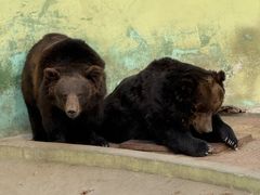 -西霞口神雕山野生动物世界