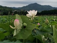 -古田会议纪念馆