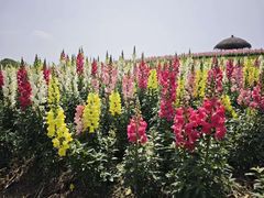 -径山花海