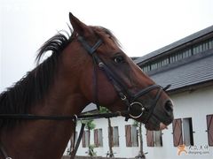 -松声马术俱乐部