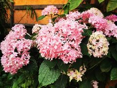 -园林美食城·本土农家菜(杨和镇店)