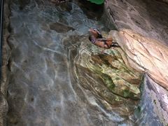 -海合安武汉极地海洋公园