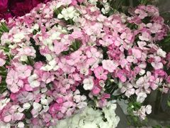 -花邻FloweringLife花艺气球派对(武康大楼店)