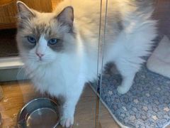 -叮叮猫咪生活馆