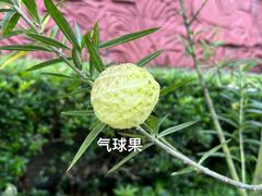 -广州神农草堂中医药博物馆