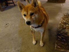 -柴犬高等学院·狗咖·柴犬售卖·宠物训练