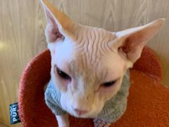 -猫腻·猫咖·撸猫馆(星光大道店)