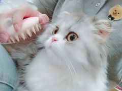 -PETKIT小佩宠物(古北店)