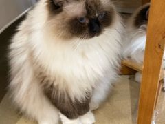 -藏猫猫咖啡主题馆(中央大道店)