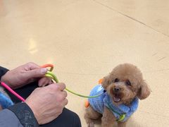 -瑞派·关忠动物医院·猫专科·犬专科(三环新城店)