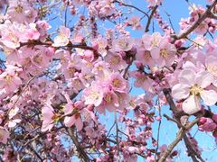 -桃花堤公园