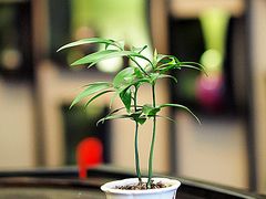 -王德传茶庄(上海新天地店)